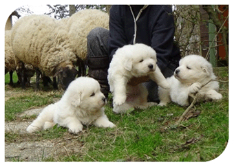 cuccioli pastore maremmano vendita
