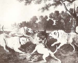  Pastore Maremmano Abruzzese, lupo attaccato dai cani