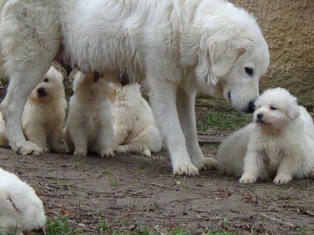 Il Maremmano Abruzzese Regole e punizioni_JacoponeDaTodi_1