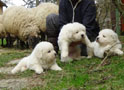 I nostri cuccioli durante lo svezzamento