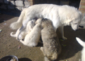 Mamma balia Maremmano Abr. allatta cucciolo orfano dei Monti del Caucaso
